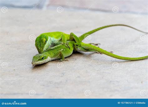 Carolina Anole Or Green Lizards Mating Stock Image Image Of Animals