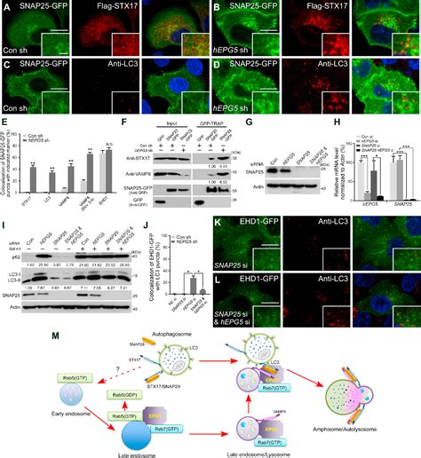 Figure From The Vici Syndrome Protein Epg Is A Rab Effector That