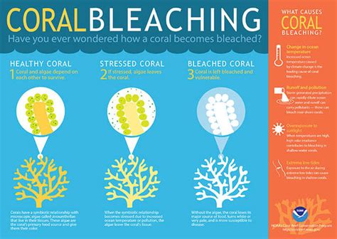 Great Barrier Reef MAPPED: latest images of devastating coral bleaching | Nature | News ...