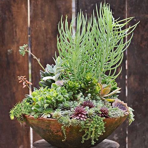 Spiller Filler Thriller Succulent Planter Ideas Balcony Garden Web