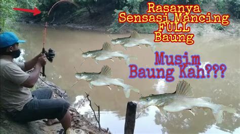 Mancing Ikan Baungfull Strike Baunglihat Lengkungan Joran Bikin