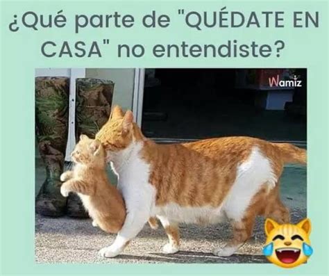 Pin De Paty Castellanos Https J En Abrazos Meme Gato Frases