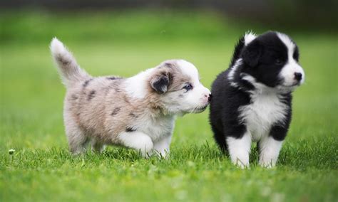 Resumen de 16 artículos como adiestrar un border collie actualizado