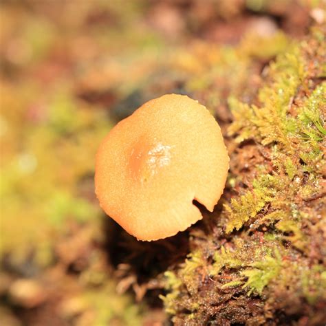 Free Images Leaf Flower High Autumn Soil Flora Fauna Close Up