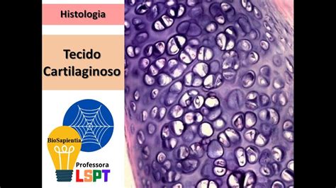 Tecido Cartilaginoso Histologia B Sica Youtube