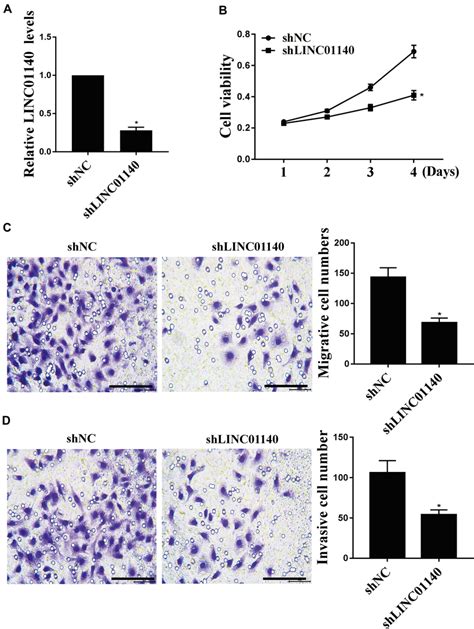 Knockdown Of Linc01140 Suppressed The Viabilities Migration And