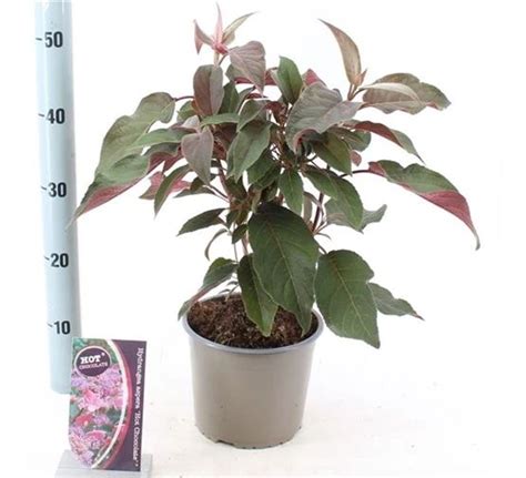 Hydrangea Aspera Hot Chocolate Tuincentrum Pelckmans Tuincentrum