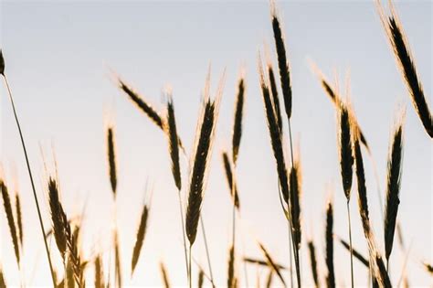 Campo de trigo ao pôr do sol Espigas douradas de trigo O conceito de