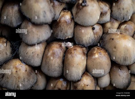 Saprophytic Fungi Hi Res Stock Photography And Images Alamy
