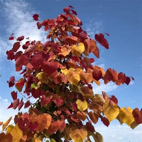 Flame Thrower® Eastern Redbud Grown By Overdevest