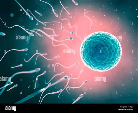 How Does Sperm Cell And Egg Cell Meet