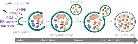 Schematic Representation Of The Key Steps Of The Autophagy Process