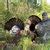 MONTANA DECOY WILEY TOM 3D STRUTTING GOBBLER TURKEY DECOY Camofire