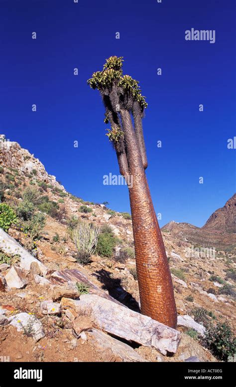 Richtersveld Halfmens Hi Res Stock Photography And Images Alamy