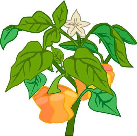 Download Orange, Pepper, Plant. Royalty-Free Vector Graphic - Pixabay