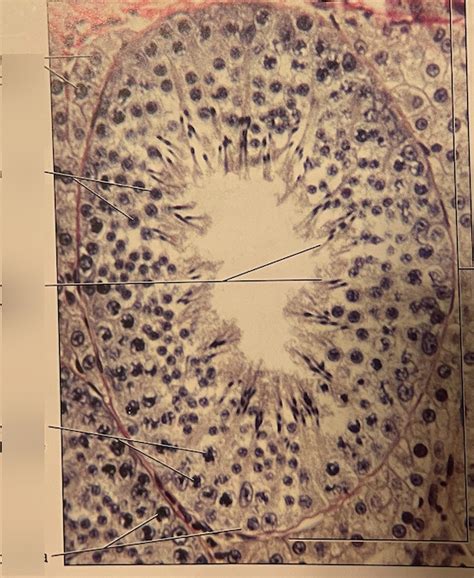 Seminiferous Tubules Diagram Quizlet