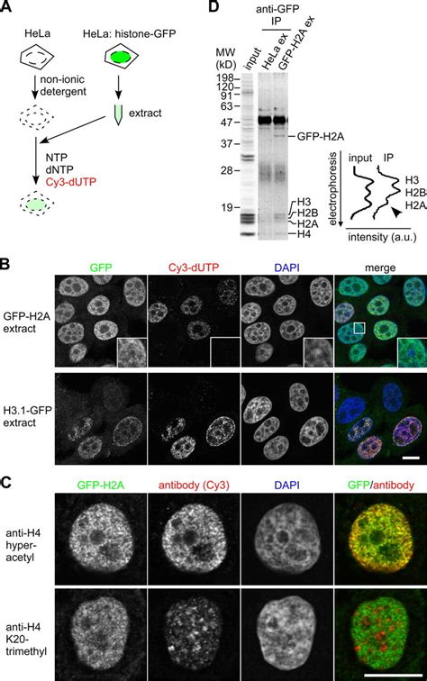 Visualization Of Histone Exchange And Assembly By Permeabilized Cells