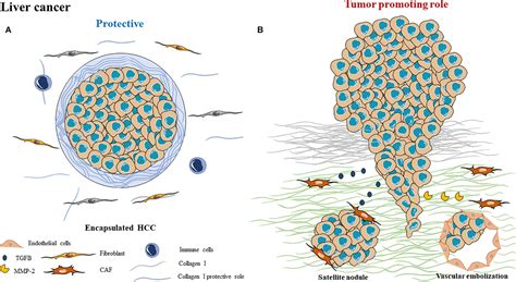 Frontiers A Complex And Evolutive Character Two Face Aspects Of Ecm