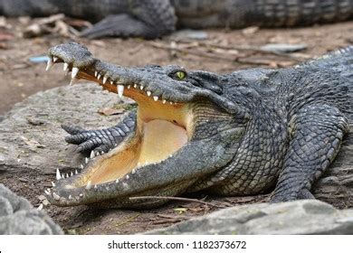 Crocodile Open Mouth While Resting Stock Photo 1182373672 | Shutterstock