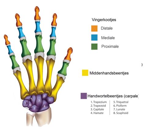 Handchirurgie Slingeland Ziekenhuis