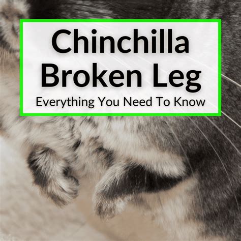 Chinchilla Broken Leg Everything You Need To Know