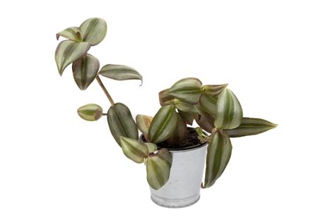 Tradescantia Zebrina Purpusii Aislada Sobre Fondo Blanco Es Una