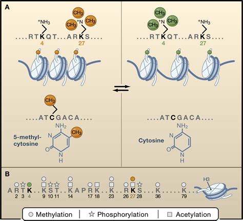 The Mammalian Epigenome Cell