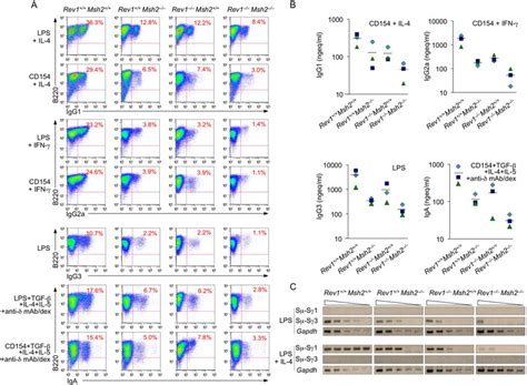 Double Rev1 and Msh2 deficiency further reduces CSR Rev1 +/+ Msh2 ...