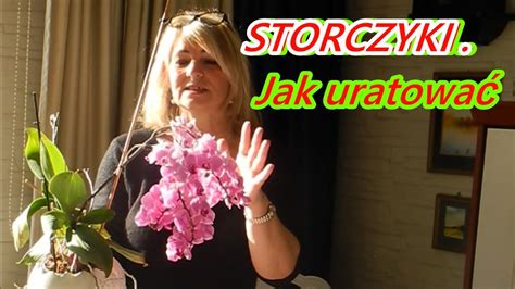 Storczyk Jak Piel Gnowa Storczyki Orchidea Babciabozenkarobotki Jak