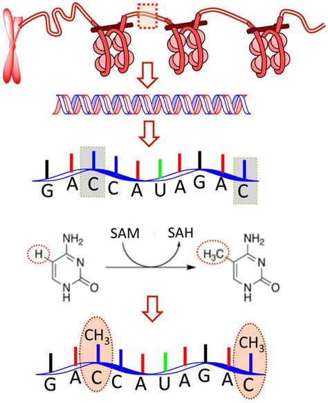 Schematic Drawing To Show The M C Modification In Rna An Important