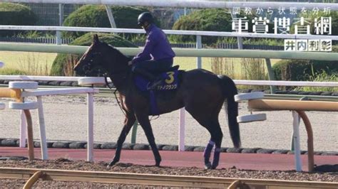 【菊花賞 2023】最終追い切りを動画で解説井内利彰 競馬動画 Netkeiba