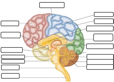 Brain Eye And Ear Brain Cross Section Diagram Quizlet