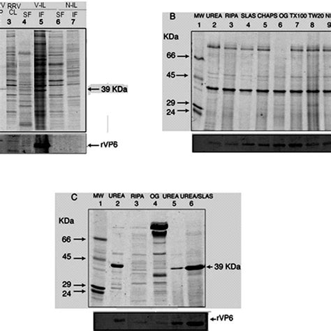 Expression Of Recombinant Pdi In E Coli Bl De A Expression Of