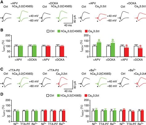 Cav Calcium Channels Control Nmda Receptor Mediated Transmission A