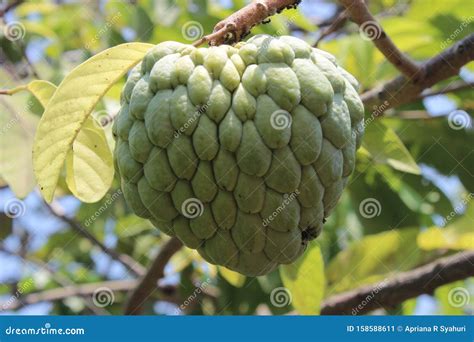 Annona Squamosa Or Sugar Apples Custard Apple Sweetsops On The Tree