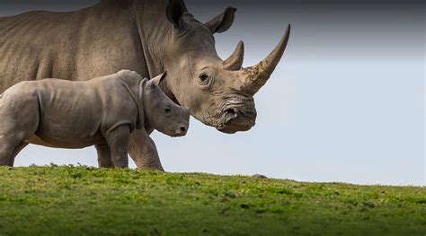 Albino Rhino