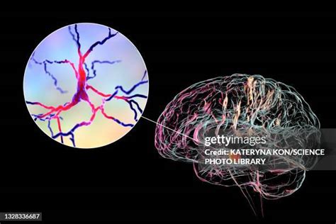 34 Dopaminergic Neurons Stock Photos, High-Res Pictures, and Images ...