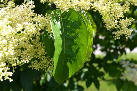 Japanese Tree Lilac is a late spring blooming ornamental tree.