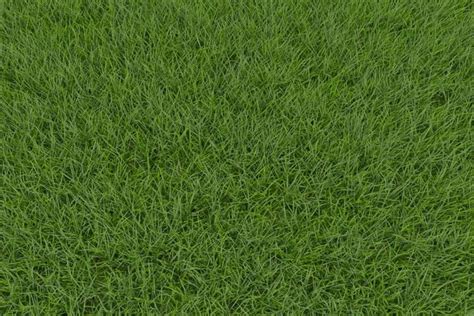 What Is Fine Fescue Grass Lawn Advice Yates Australia