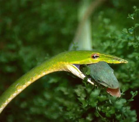 Asian Vine Snake Everything You Need To Know