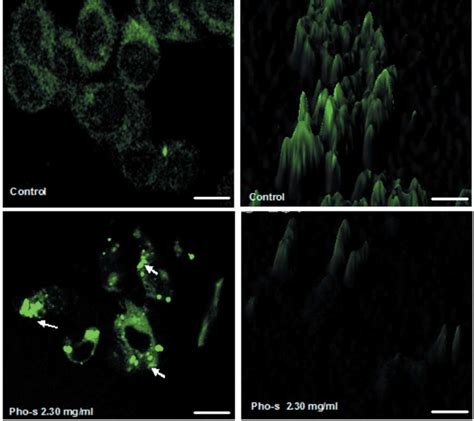 Representative Confocal Fluorescent Micrographs Of Mitochondrial