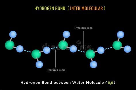 Hydrogen Bond Inter Molecular Hydrogen Bond Between Water Molecule