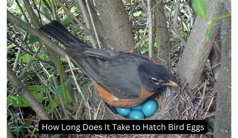 How Long Does It Take to Hatch Bird Eggs: An In-depth Guide - Spark Lark