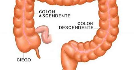 Parte Del Intestino