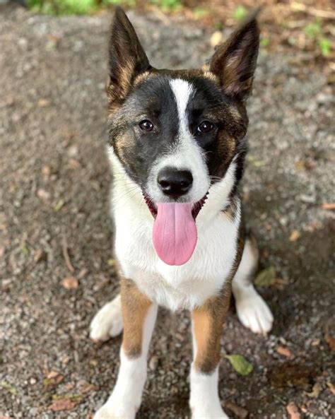 Border Collie Mixes 43 Fascinating Crossbreeds Youll Love