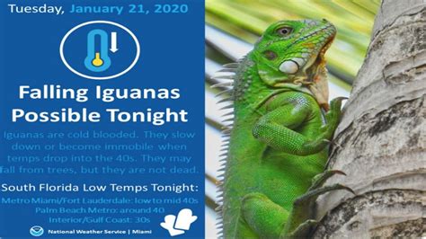 Iguanas Fall From Trees in South Florida as Temperatures Drop | Weather Underground