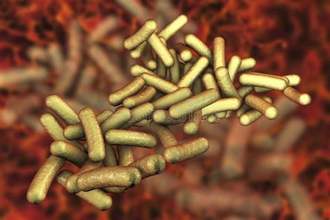 Shigella Dei Batteri Che Causano La Shighellosi Di Infezione Alimentare