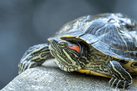 Red Eared Slider 101 Care Diet Tank Setup And Size More Reptiles