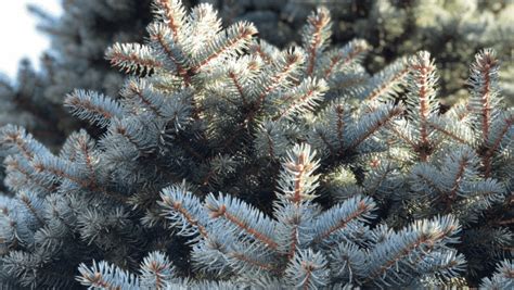 Kerstboom Met Kluit In Huis Milieuvriendelijker Planteninhuis Nl