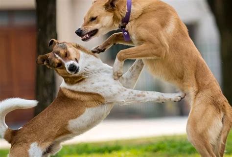 Cómo Separar Una Pelea Entre Perros Y Si Deberías